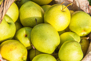 Green pears in the basket