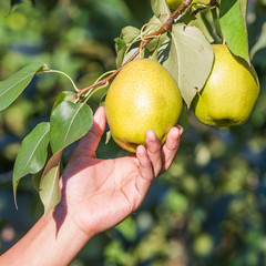 Pick pears: the hand and pears.
