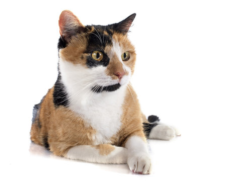 tricolor cat