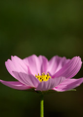 Fototapeta premium 秋桜