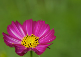 Fototapeta premium 秋桜