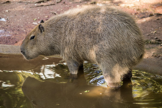 Capibara