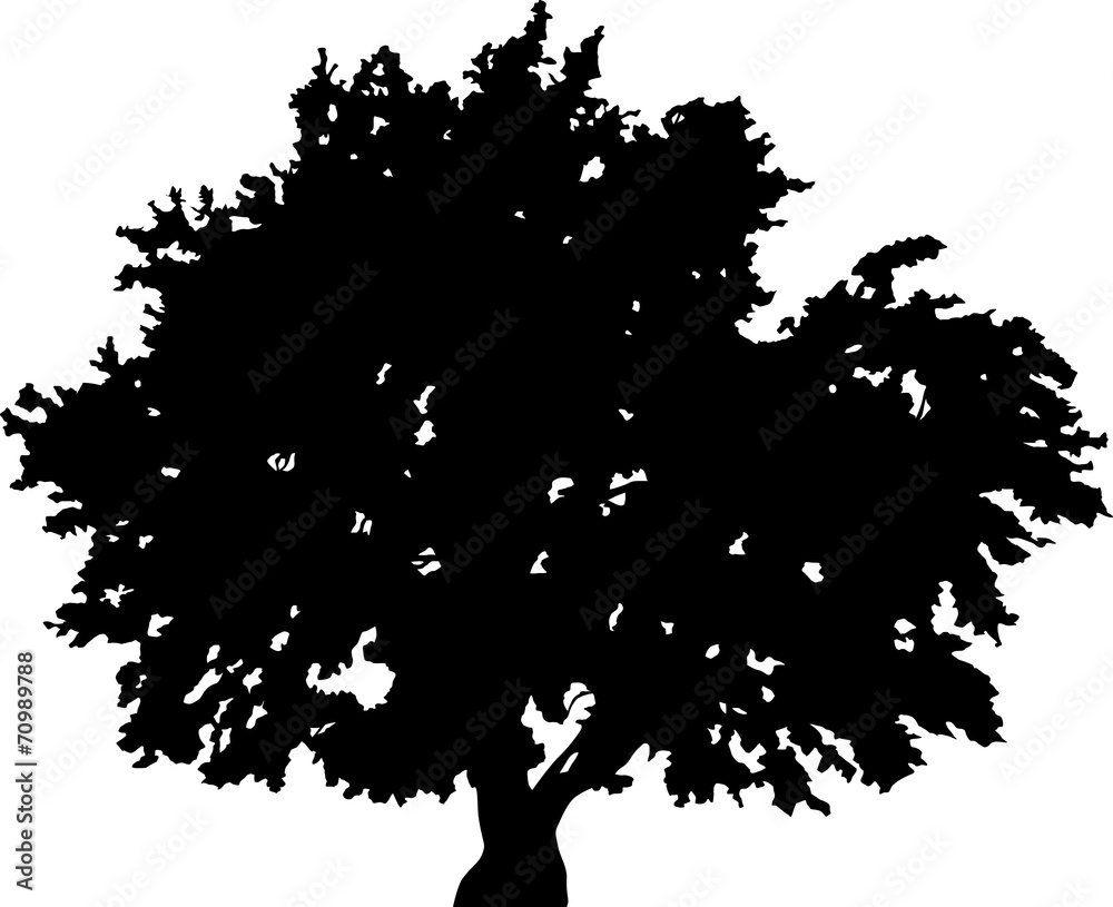 Wall mural large black oak tree silhouette on white