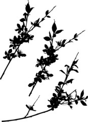 sakura three black simple branch silhouettes