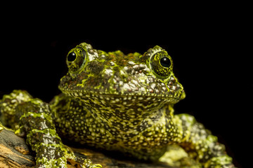 Close up of Mossy Frog (Theloderma corticale) staring at camera