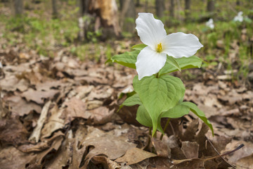 White Trillium