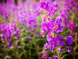 Chamerion angustifolium flowers