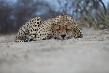 African Cheetah
