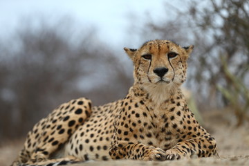 African Cheetah