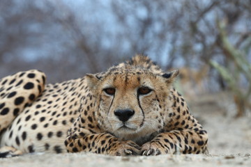 Fototapeta na wymiar African Cheetah