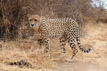 African Cheetah