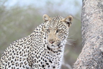 African Leopard