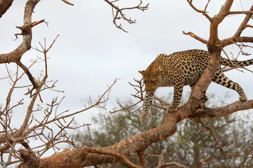 Foto op Canvas African Leopard © Julian W.
