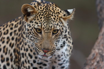 Fototapeta premium African Leopard