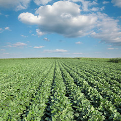 Fototapeta na wymiar Soy plant in field with blue sky and white fluffy cloud