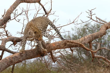 Foto auf Alu-Dibond African Leopard © Julian W.