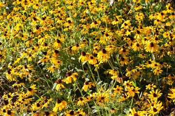 Obraz premium yellow flowers