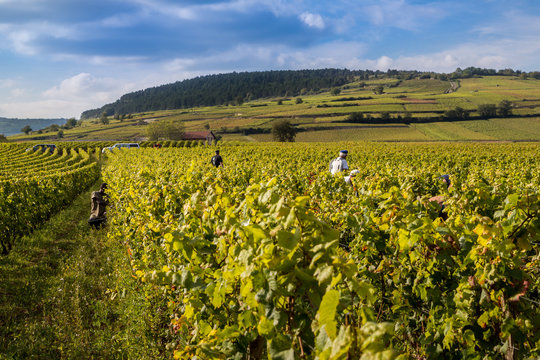 vendanges dans les Pommard