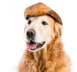 Retriever in hat