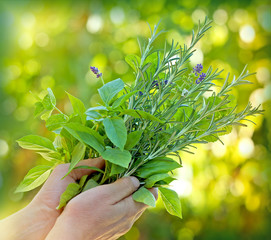 Fresh herbs - spices in hands
