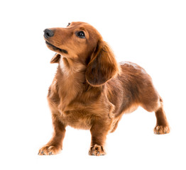 red dog breed dachshund