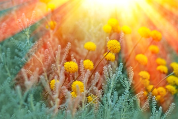 Fototapeta na wymiar Yellow flowers in flower garden