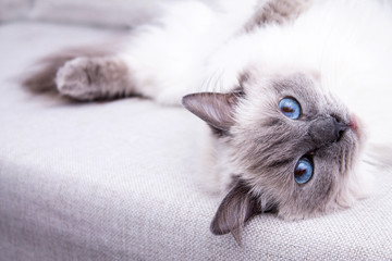 Colorpoint bleu chat Ragdoll allongé sur le canapé