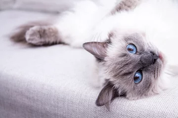 Photo sur Plexiglas Chat Colorpoint bleu chat Ragdoll allongé sur le canapé
