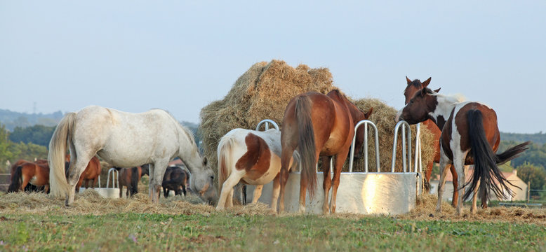 chevaux au ratelier