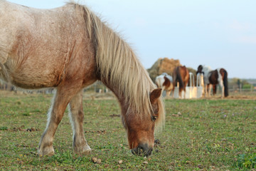 chevaux au patûrage