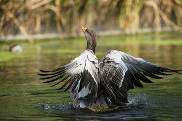 Greylag Goose, Anser anser