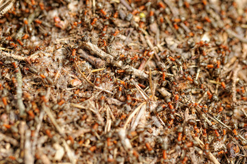 ants and ant hill