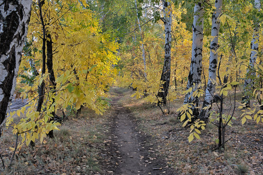 Pathway In Autumn Forest
