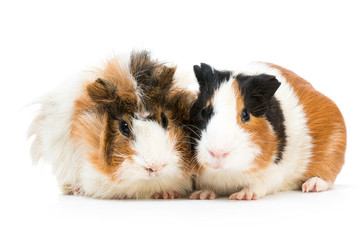Pair of cute guinea pigs