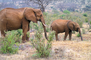 Fototapeta premium Africa, Zoology