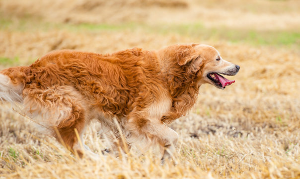 Running Golden retriever dog