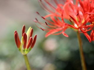 Fototapeta premium 彼岸花‐花と蕾