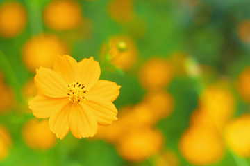 Flower garden of orange cosmos