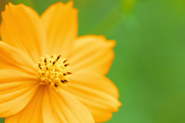 Close up of orange cosmos flower