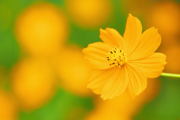 Close up of orange cosmos flower