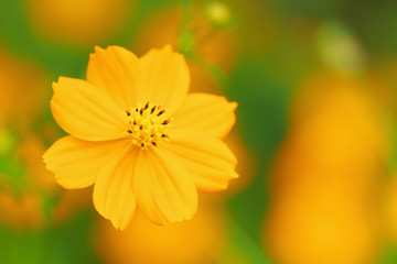 Close up of orange cosmos flower