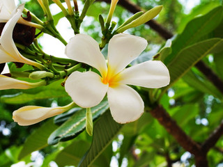 Obraz na płótnie Canvas White frangipani