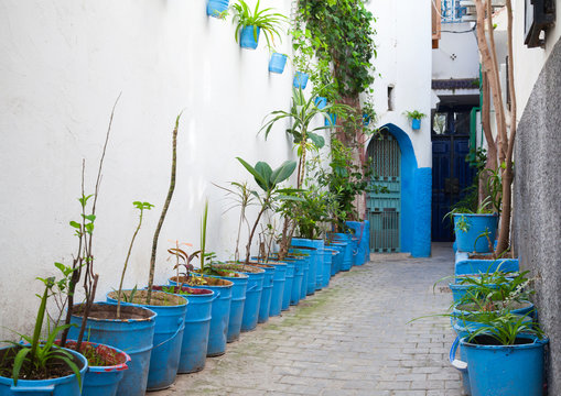 Narrow street with houseplants in old Medina. Tangier, Morocco