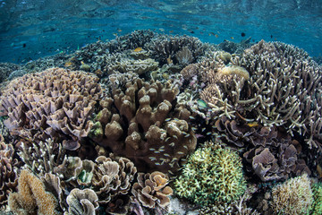Fototapeta na wymiar Healthy Pacific Reef