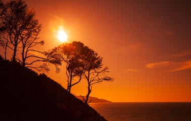 Fototapeta na wymiar Silhouettes of trees on the coast of Gibraltar strait, Morocco