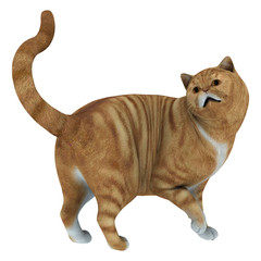 Red Tabby Cat