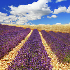 beautiful feelds of blooming lavanda -  Provence, France