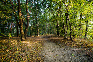 Beautiful morning in the misty autumn forest with sun rays 