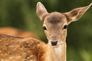 fallow deer calf looking at camera