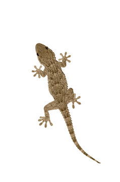 Gekko